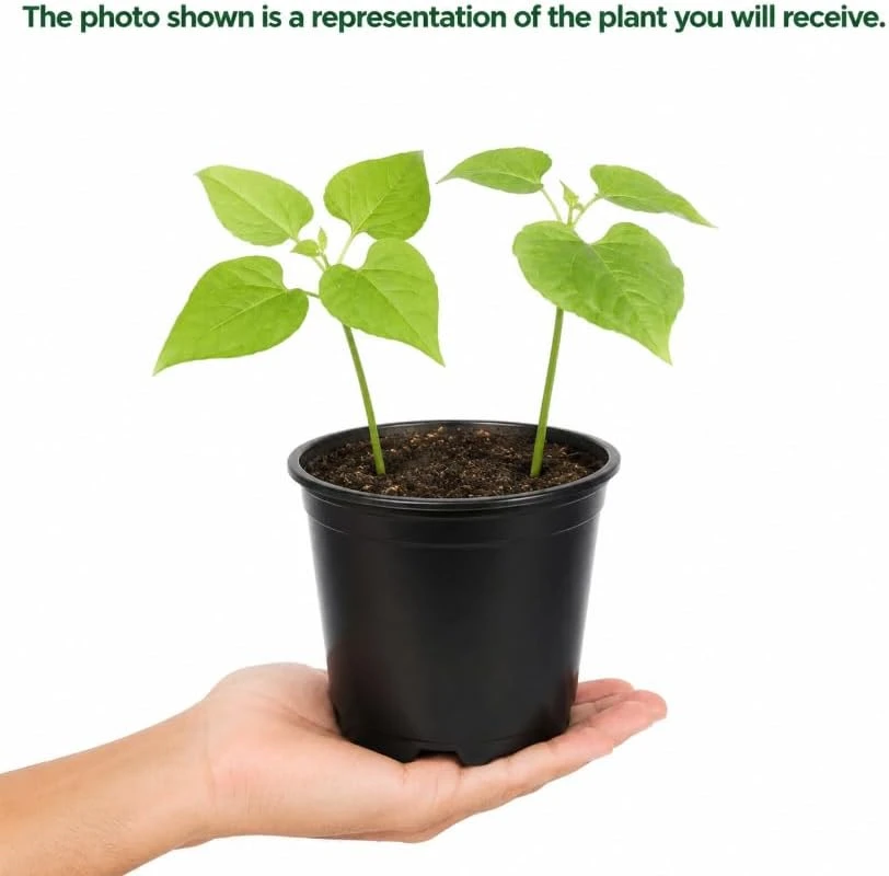 Black Bean Live Plants - 2 Per 4 Inch Pot, 3-5 Inches Tall, Vegetable Plants - Image 4