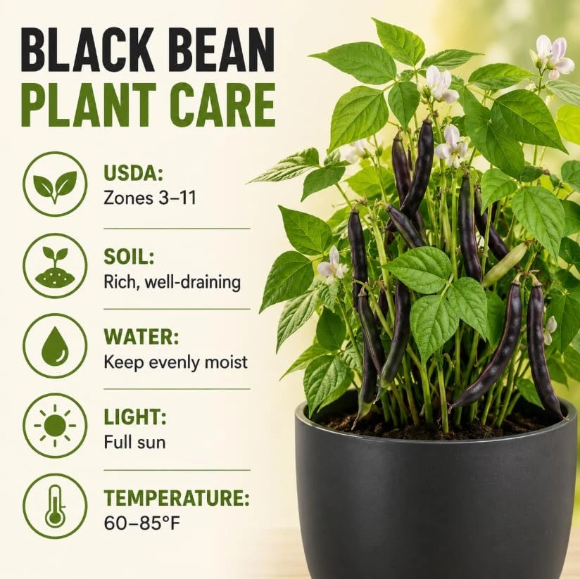 Black Bean Live Plants - 2 Per 4 Inch Pot, 3-5 Inches Tall, Vegetable Plants - Image 5