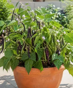 Black Bean Live Plants - 2 Per 4 Inch Pot, 3-5 Inches Tall, Vegetable Plants - Image 8