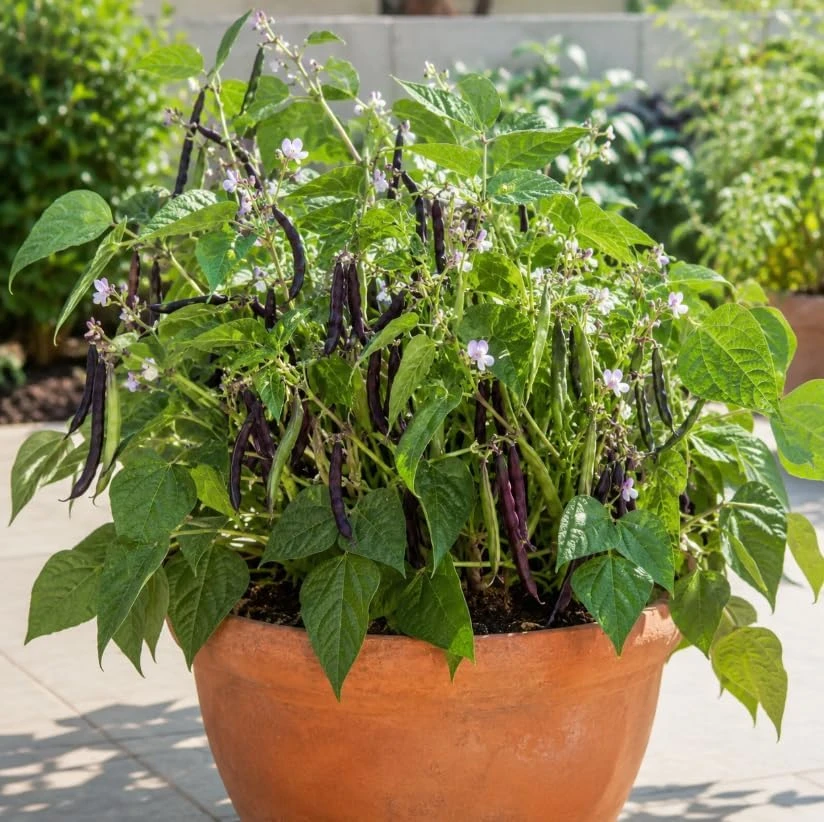 Black Bean Live Plants - 2 Per 4 Inch Pot, 3-5 Inches Tall, Vegetable Plants - Image 8