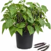 Black Bean Live Plants - 2 Per 4 Inch Pot, 3-5 Inches Tall, Vegetable Plants - Image 1