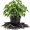 Black Bean Live Seedlings - 2 Bush Bean Plants, 4-inch Pot, 3-5" Tall - Image 1