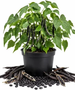 Black Bean Live Seedlings - 2 Bush Bean Plants, 4-inch Pot, 3-5