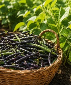 Black Bean Live Seedlings - 2 Bush Bean Plants, 4-inch Pot, 3-5