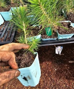 Black Bonsai Pine Live Plant – Mini Evergreen Conifer – 3 inch Pot - Image 2