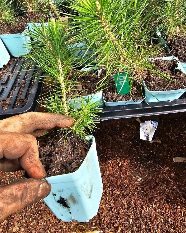 Black Bonsai Pine Live Plant – Mini Evergreen Conifer – 3 inch Pot - Image 2