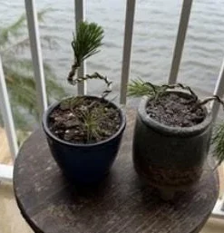 Black Bonsai Pine Live Plant – Mini Evergreen Conifer – 3 inch Pot - Image 3