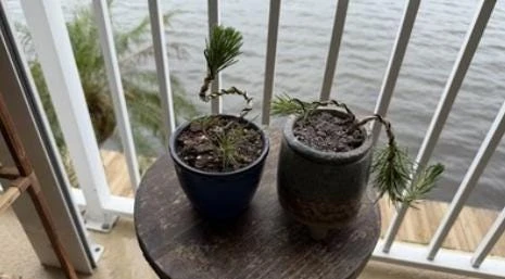 Black Bonsai Pine Live Plant – Mini Evergreen Conifer – 3 inch Pot - Image 3