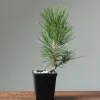 Black Bonsai Pine Live Plant – Mini Evergreen Conifer – 3 inch Pot - Image 1