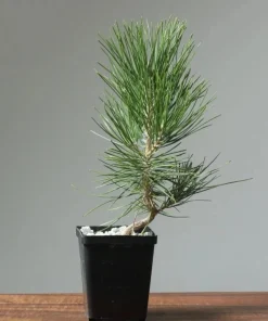 Black Bonsai Pine Live Plant – Mini Evergreen Conifer – 3 inch Pot - Image 1