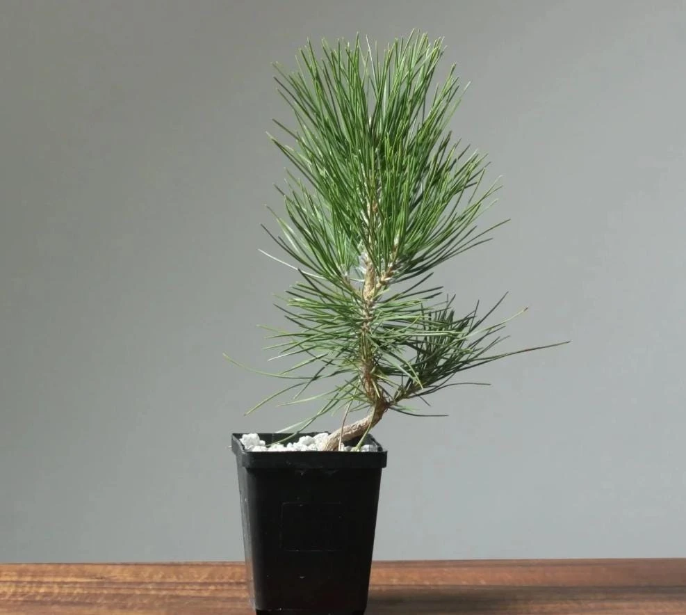 Black Bonsai Pine Live Plant – Mini Evergreen Conifer – 3 inch Pot - Image 1