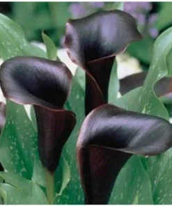 Black Calla Lily Seeds Zantedeschia Aethiopica Flower Bonsai - Image 2