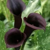 Black Calla Lily Seeds Zantedeschia Aethiopica Flower Bonsai - Image 1