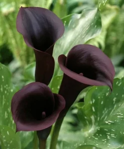 Black Calla Lily Seeds Zantedeschia Aethiopica Flower Bonsai - Image 1