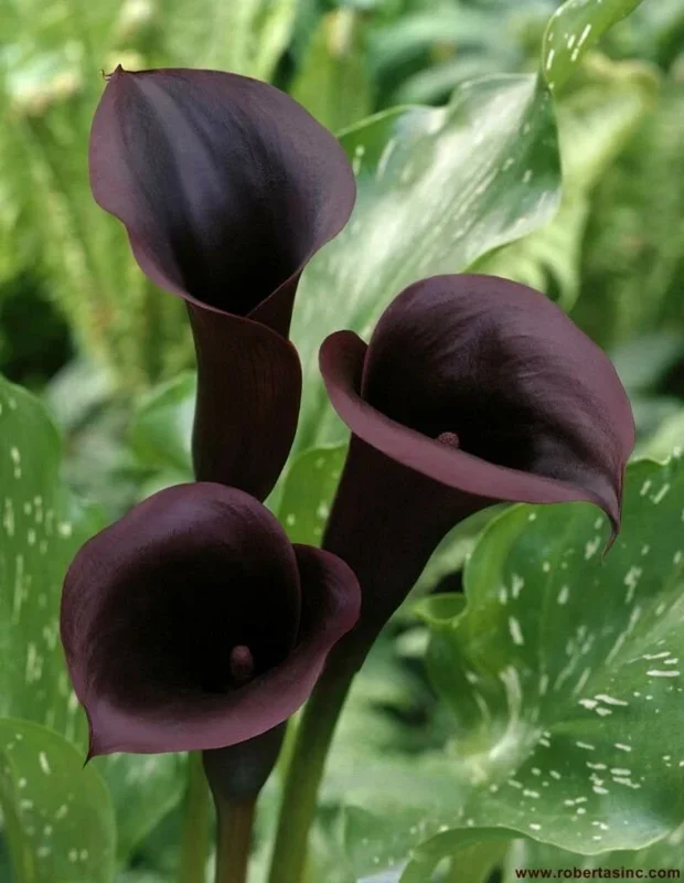 Black Calla Lily Seeds Zantedeschia Aethiopica Flower Bonsai - Image 1
