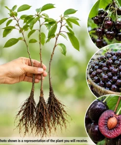 Black Cherry Bare Root Trees - 3 Pack, 1-2 ft Tall, Dormant, Cold Hardy, Outdoor - Image 3