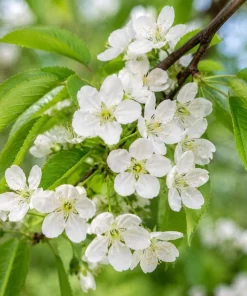 Black Cherry Bare Root Trees - 3 Pack, 1-2 ft Tall, Dormant, Cold Hardy, Outdoor - Image 4