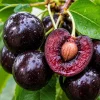 Black Cherry Bare Root Trees - 3 Pack, 1-2 ft Tall, Dormant, Cold Hardy, Outdoor - Image 1