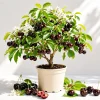 Black Cherry Live Plant, Sweet Fruit Tree, 6-12 Inch Tall, Quart Pot, Outdoor - Image 1