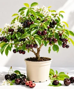 Black Cherry Live Plant, Sweet Fruit Tree, 6-12 Inch Tall, Quart Pot, Outdoor - Image 1