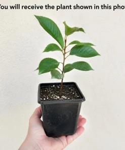 Black Cherry Live Plant – Sweet Fruit Tree, 6-12 Inch Tall, Quart Pot - Image 2