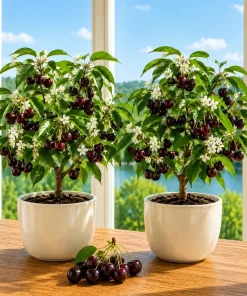 Black Cherry Live Plant – Sweet Fruit Tree, 6-12 Inch Tall, Quart Pot - Image 5