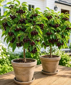 Black Cherry Live Plant – Sweet Fruit Tree, 6-12 Inch Tall, Quart Pot - Image 7