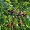 Black Cherry Tree Live Plant - 2 Potted Saplings (Prunus serotina) 8-12in Tall - Image 1