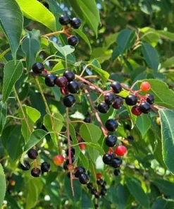 Black Cherry Tree Live Plant - 2 Potted Saplings (Prunus serotina) 8-12in Tall - Image 1
