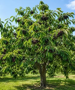 Black Cherry Trees Bare Root Plants, Set of 2, 1-2 Ft Tall, Sweet Fruit, Outdoor - Image 3
