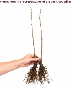 Black Cherry Trees Bare Root Plants, Set of 2, 1-2 Ft Tall, Sweet Fruit, Outdoor - Image 4