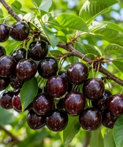 Black Cherry Trees Bare Root Plants, Set of 2, 1-2 Ft Tall, Sweet Fruit, Outdoor - Image 1
