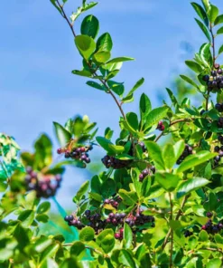 Black Chokeberry Aronia Melanocarpa Live Plant 12-24in Tall - Cold Hardy Fruit Shrub - Image 2