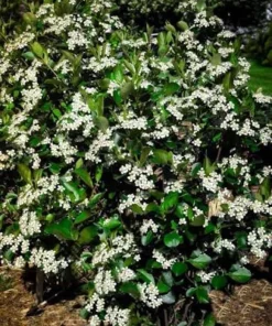 Black Chokeberry Aronia Melanocarpa Live Plant 12-24in Tall - Cold Hardy Fruit Shrub - Image 4
