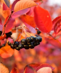 Black Chokeberry Aronia Melanocarpa Live Plant 12-24in Tall - Cold Hardy Fruit Shrub - Image 5