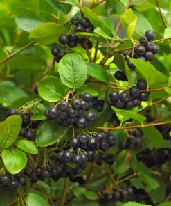 Black Chokeberry Aronia Melanocarpa Live Plant 12-24in Tall - Cold Hardy Fruit Shrub - Image 1