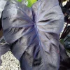 Black Coral Elephant Ear Live Plant – Colocasia esculenta – Rooted 3 inch Pot - Image 1