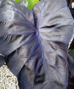 Black Coral Elephant Ear Live Plant – Colocasia esculenta – Rooted 3 inch Pot - Image 1