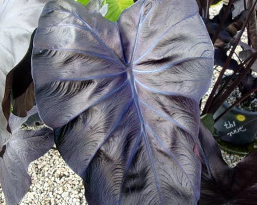 Black Coral Elephant Ear Live Plant – Colocasia esculenta – Rooted 3 inch Pot - Image 1