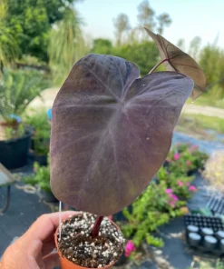 Black Coral Elephant Ear Live Plant – Colocasia esculenta – Rooted 3 inch Pot - Image 2