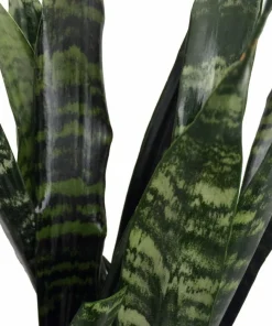 Black Coral Snake Plant Sansevieria – Live Houseplant – 6" Pot - Image 2