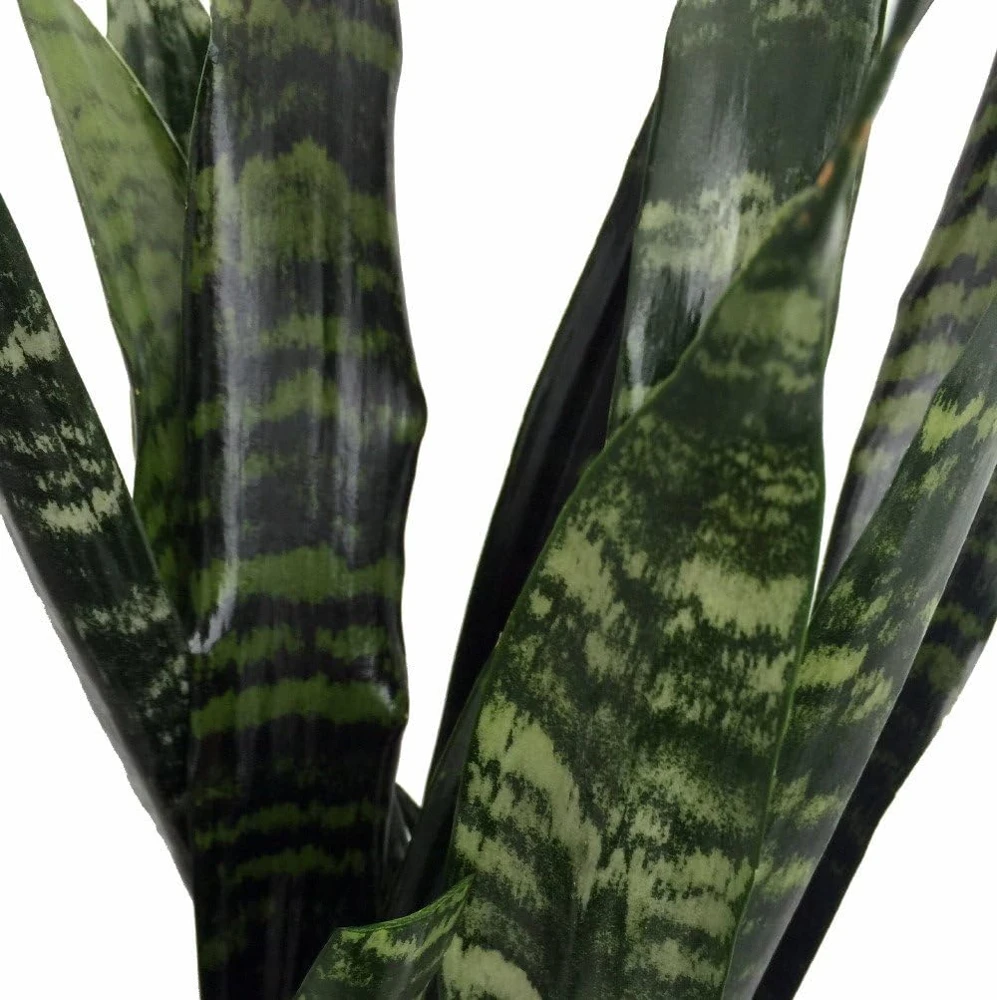 Black Coral Snake Plant Sansevieria – Live Houseplant – 6" Pot - Image 2