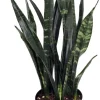 Black Coral Snake Plant Sansevieria – Live Houseplant – 6" Pot - Image 1