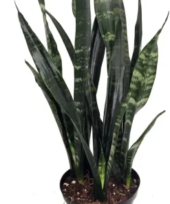 Black Coral Snake Plant Sansevieria – Live Houseplant – 6
