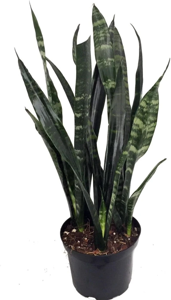 Black Coral Snake Plant Sansevieria – Live Houseplant – 6" Pot - Image 1