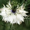 Black Cumin Seeds - Nigella Sativa - 100 Seeds for Planting - Image 1
