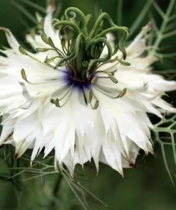 Black Cumin Seeds - Nigella Sativa - 100 Seeds for Planting - Image 1