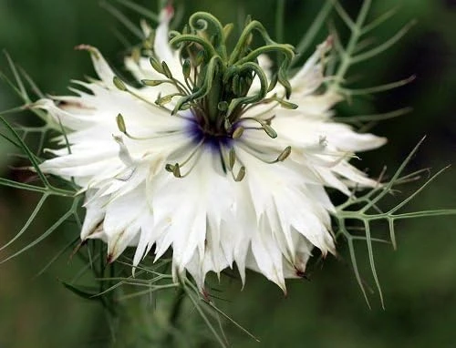 Black Cumin Seeds - Nigella Sativa - 100 Seeds for Planting - Image 1