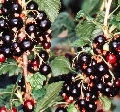 Black Currant Bush Live Plant - 2.5 inch Pot - Edible Berries, Cold Hardy - Image 2