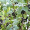 Black Currant Bush Live Plant - 2.5 inch Pot - Edible Berries, Cold Hardy - Image 1